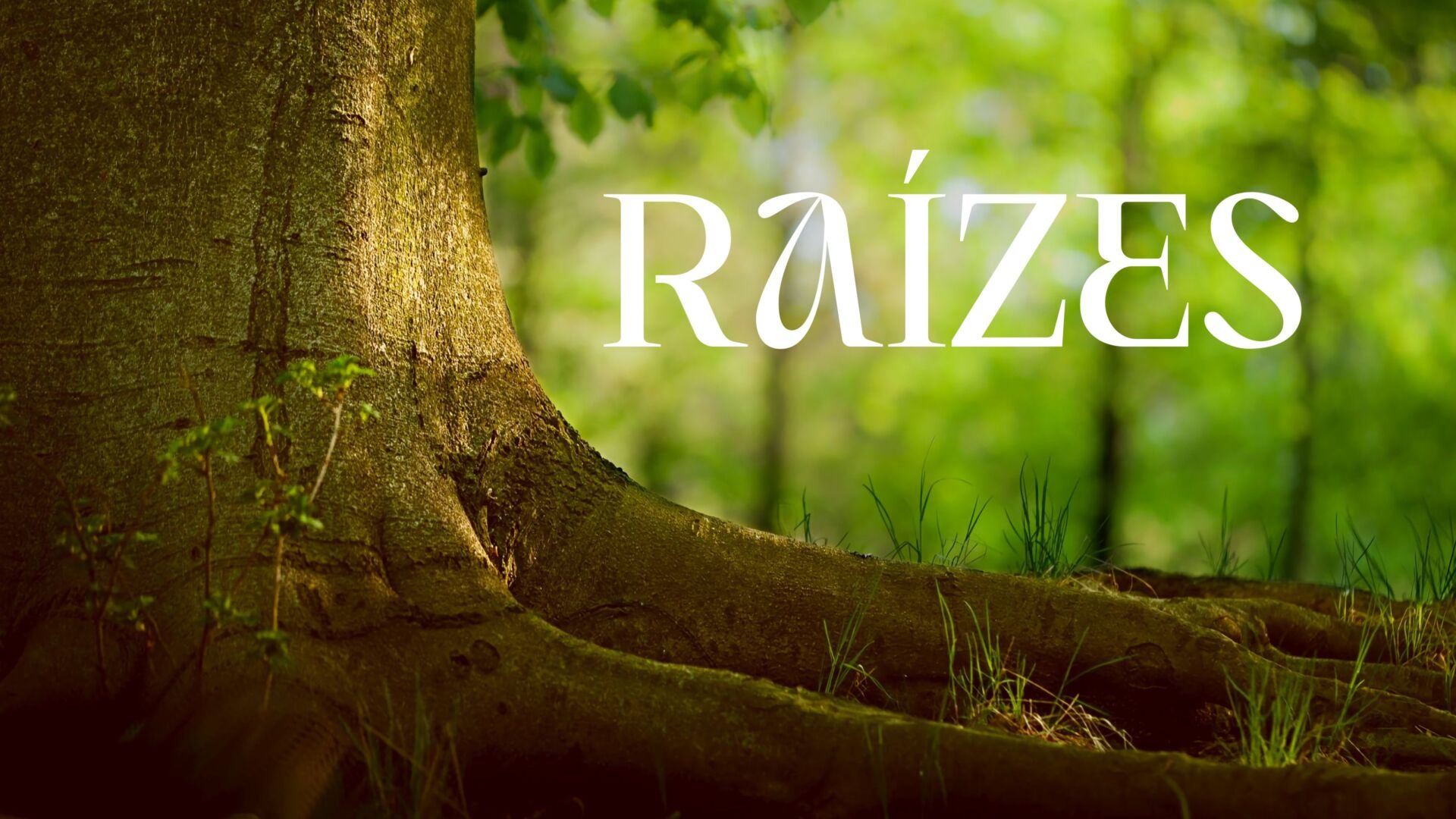 Raízes